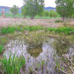 anfibios-egues