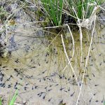 anfibios4-egues