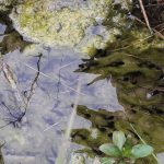 anfibios5-egues