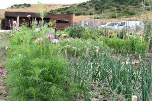 huertos-ecologicos2-egues
