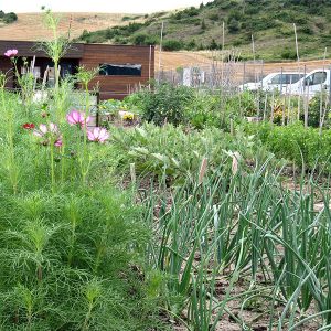 huertos-ecologicos2-egues
