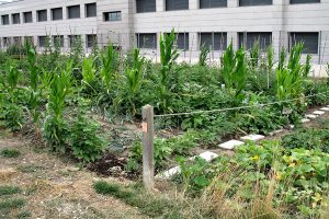 huertos-ecologicos6-egues