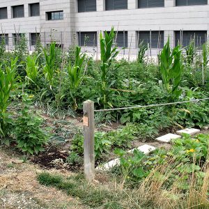 huertos-ecologicos6-egues